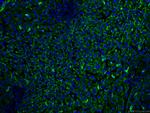 HO-1/HMOX1 Antibody in Immunohistochemistry (PFA fixed) (IHC (PFA))