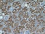 HO-1/HMOX1 Antibody in Immunohistochemistry (Paraffin) (IHC (P))