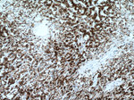 HO-1/HMOX1 Antibody in Immunohistochemistry (Paraffin) (IHC (P))