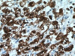 HO-1/HMOX1 Antibody in Immunohistochemistry (Paraffin) (IHC (P))