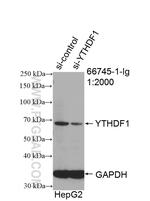 YTHDF1 Antibody in Western Blot (WB)