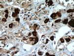 TSH beta Antibody in Immunohistochemistry (Paraffin) (IHC (P))