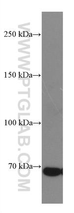 DR6 Antibody in Western Blot (WB)