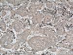 TRAF4 Antibody in Immunohistochemistry (Paraffin) (IHC (P))