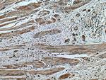 TRAF4 Antibody in Immunohistochemistry (Paraffin) (IHC (P))