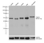 TRAF4 Antibody in Western Blot (WB)