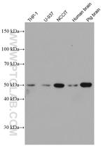 TRAF4 Antibody in Western Blot (WB)