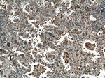 TRAF4 Antibody in Immunohistochemistry (Paraffin) (IHC (P))