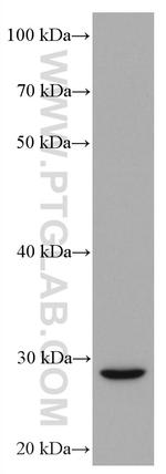 TRAIL Antibody in Western Blot (WB)