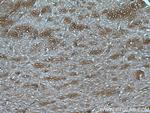 DKK3 Antibody in Immunohistochemistry (Paraffin) (IHC (P))