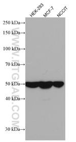 DKK3 Antibody in Western Blot (WB)