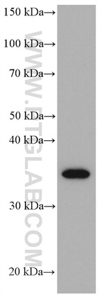 STX3 Antibody in Western Blot (WB)