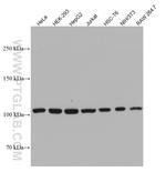 CRM1 Antibody in Western Blot (WB)