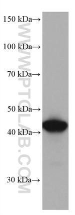 CKB Antibody in Western Blot (WB)