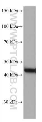 CKB Antibody in Western Blot (WB)