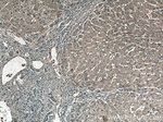 Catalase Antibody in Immunohistochemistry (Paraffin) (IHC (P))