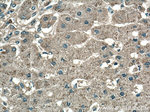 Catalase Antibody in Immunohistochemistry (Paraffin) (IHC (P))