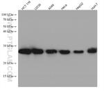 HSPB1 Antibody in Western Blot (WB)