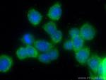 AGR2 Antibody in Immunocytochemistry (ICC/IF)