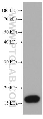 AGR2 Antibody in Western Blot (WB)