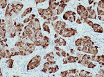 AGR2 Antibody in Immunohistochemistry (Paraffin) (IHC (P))