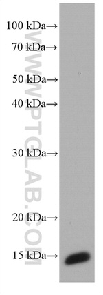 AGR2 Antibody in Western Blot (WB)