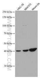 SSTR5 Antibody in Western Blot (WB)