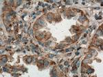 Syntaxin 16 Antibody in Immunohistochemistry (Paraffin) (IHC (P))