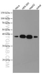 Syntaxin 16 Antibody in Western Blot (WB)