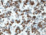 MFN1 Antibody in Immunohistochemistry (Paraffin) (IHC (P))