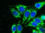 TOM20 Antibody in Immunocytochemistry (ICC/IF)