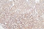 TOM20 Antibody in Immunohistochemistry (Paraffin) (IHC (P))