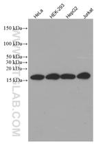 TOM20 Antibody in Western Blot (WB)