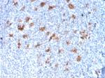 SPARC/Osteonectin Antibody in Immunohistochemistry (Paraffin) (IHC (P))