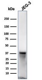 SPARC/Osteonectin Antibody in Western Blot (WB)