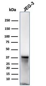 SPARC/Osteonectin Antibody in Western Blot (WB)