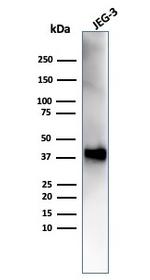 SPARC/Osteonectin Antibody in Western Blot (WB)
