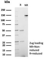 SPARC/Osteonectin Antibody in SDS-PAGE (SDS-PAGE)