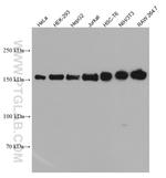 ROCK1 Antibody in Western Blot (WB)