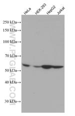 LACTB Antibody in Western Blot (WB)