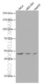 TRBP Antibody in Western Blot (WB)