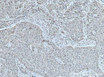 TRBP Antibody in Immunohistochemistry (Paraffin) (IHC (P))