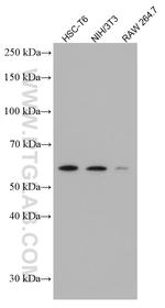 p57Kip2 Antibody in Western Blot (WB)