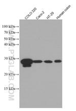 HPGD Antibody in Western Blot (WB)