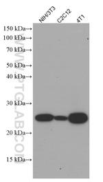 Bcl2 Antibody in Western Blot (WB)