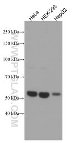 XIAP Antibody in Western Blot (WB)