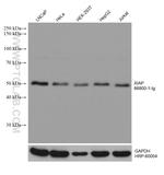 XIAP Antibody in Western Blot (WB)