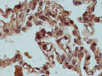 XIAP Antibody in Immunohistochemistry (Paraffin) (IHC (P))