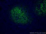 CD82 Antibody in Immunohistochemistry (PFA fixed) (IHC (PFA))