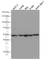 CD82 Antibody in Western Blot (WB)